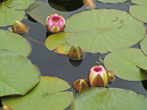 10 waterlelies (2)